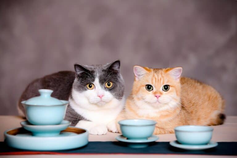 Cibo secco vs cibo umido per gatti: scopri differenze nutrizionali, pro e contro, e scegli la dieta felina più adatta al tuo micio