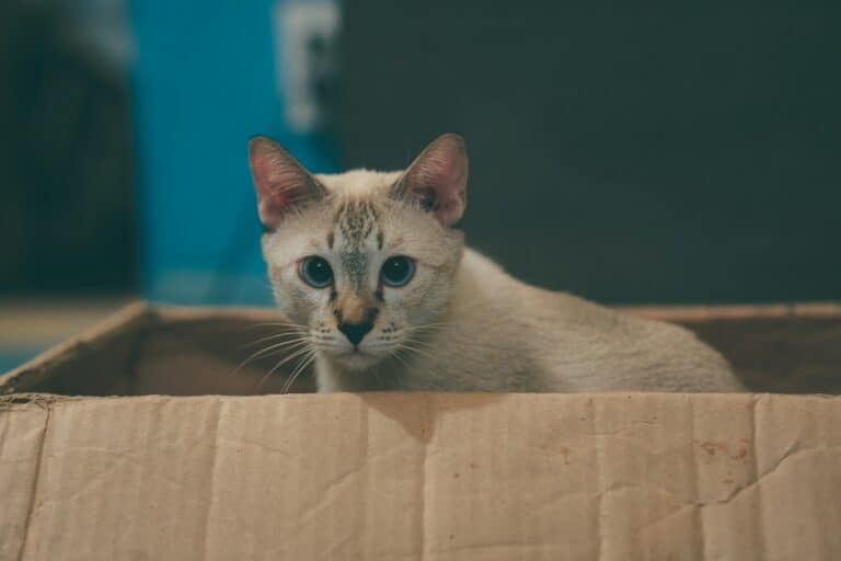 migliori lettiere per gatti 2025